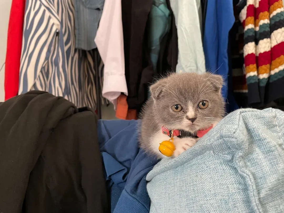 How to Respond Calmly and Keep Your Cat (and Home) Balanced (Image Credits: Unsplash)