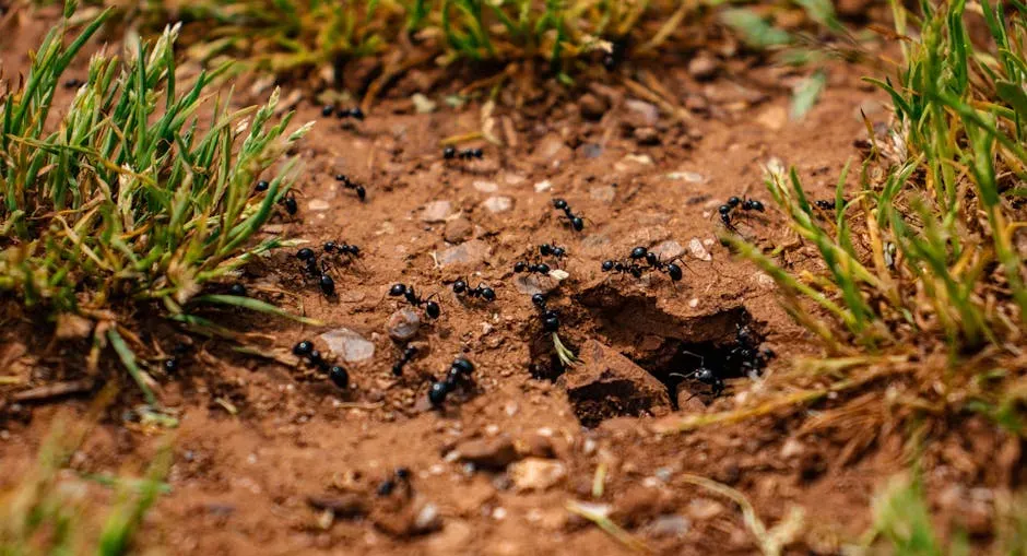 Ant Colonies Acting Like a Single Super‑Organism (Image Credits: Pexels)