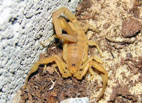 8. Arizona Bark Scorpion – Small, Deadly, and Night-Glowing (Image Credits: Flickr)