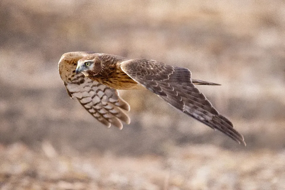 Conclusion – Your Wings, Your Story (Image Credits: Stocksnap)
