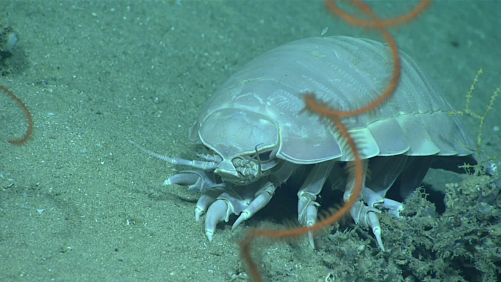 The Giant Isopod: A Roly-Poly on Steroids (Image Credits: Wikimedia)