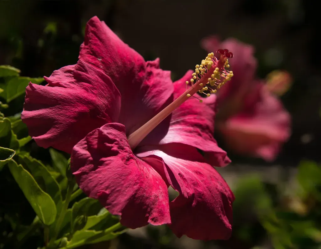 Light Receptors: The Plant’s “Eyes” for Time (Image Credits: Flickr)