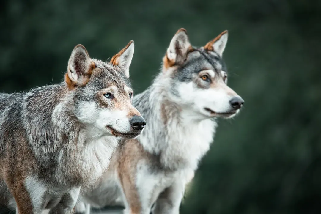 Cooperation Is A Survival Strategy, Not A Nice Extra (Image Credits: Unsplash)