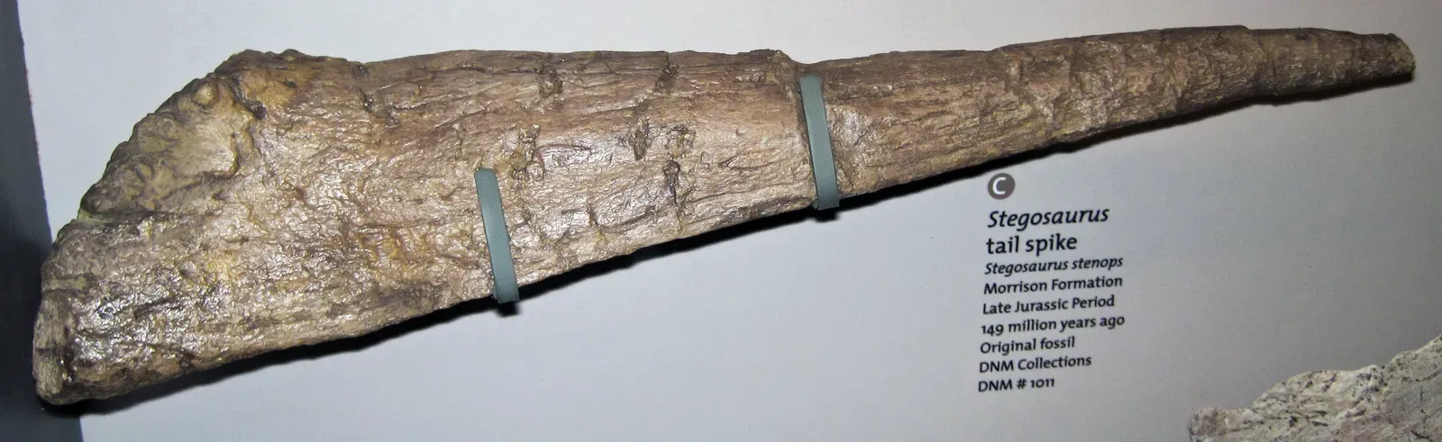 #4 Changdusaurus Fossils (Stegosaurus stenops (stegosaur dinosaur tail spike) (Morrison Formation, Upper Jurassic; Dinosaur National Monument, Utah, USA) 2, CC BY 2.0)