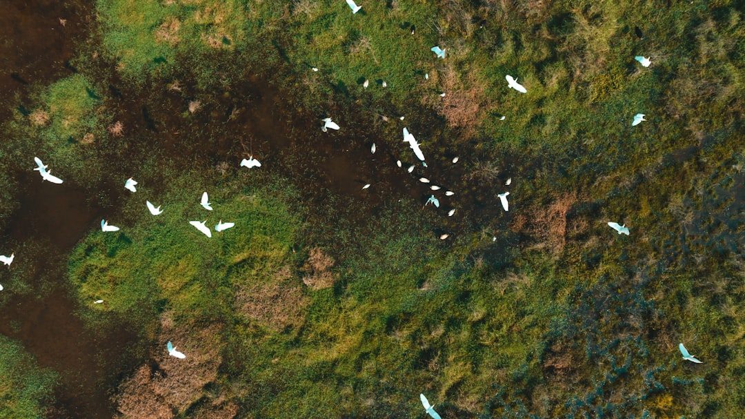 Climate Change Impacts on Migration Timing (Image Credits: Unsplash)