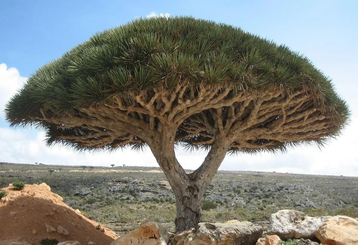 Socotra Island: Earth’s Most Alien-Looking Landscape (Image Credits: Wikimedia)