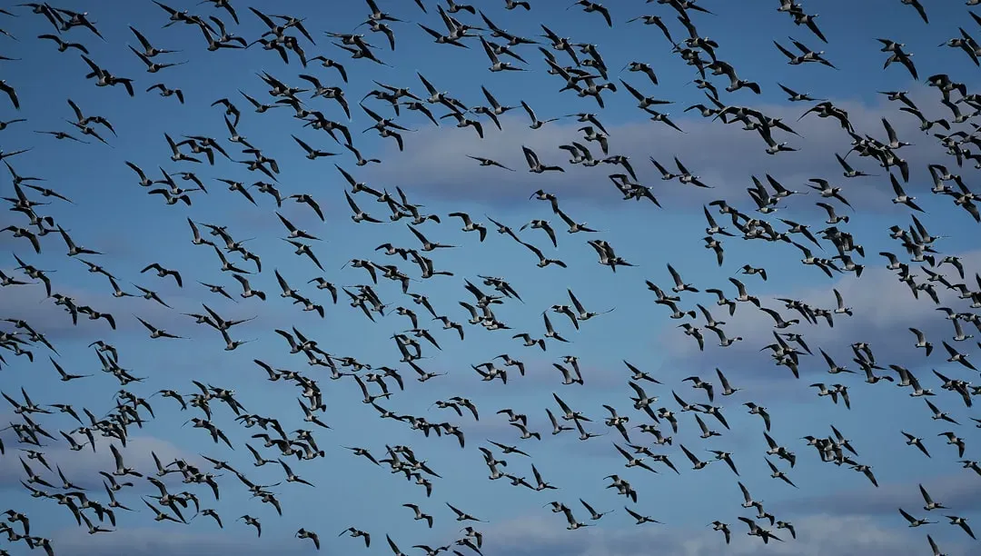 Reading the Sun, Stars, and Sky Like a Giant Map (Image Credits: Unsplash)