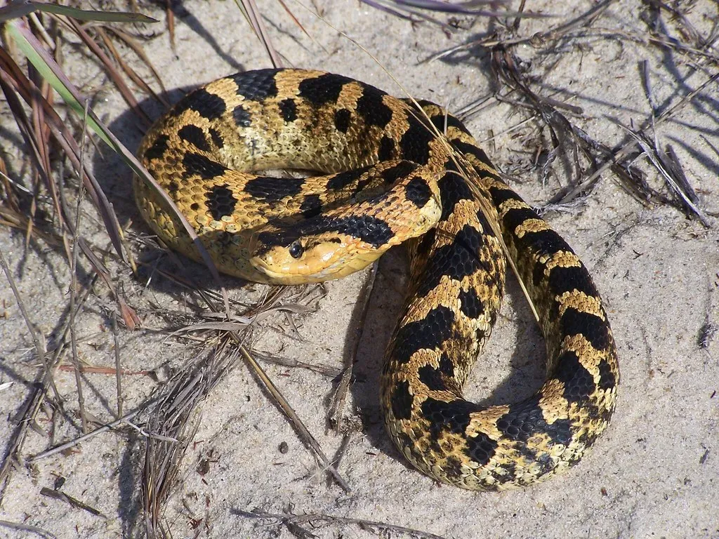 Vibrations in the Ground: Sound Through Skin, Bones, and Feet (vastateparksstaff, Flickr, CC BY 2.0)
