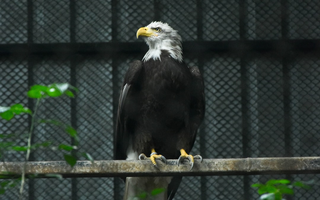 Massachusetts Eagle Restoration Through 