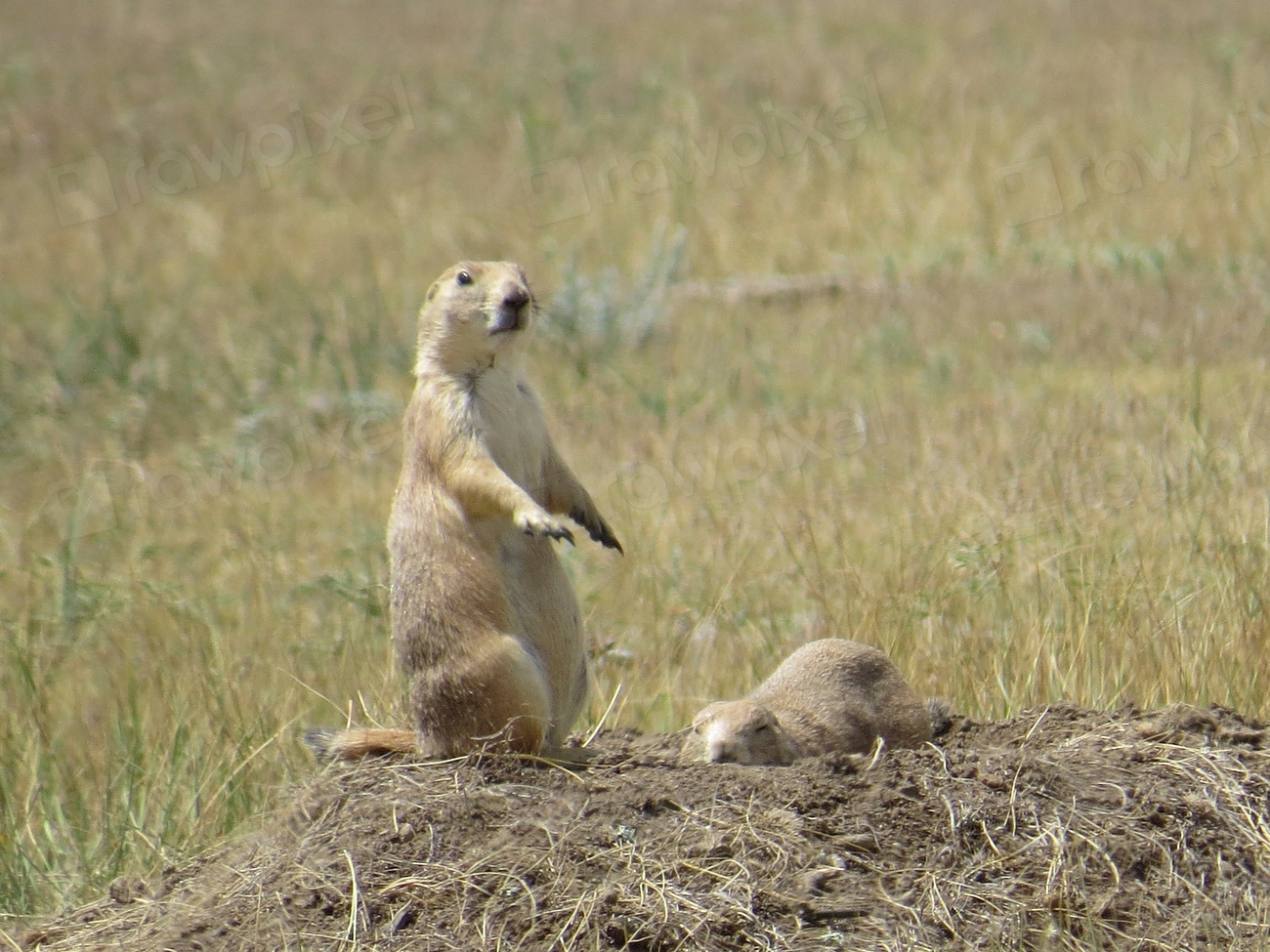 Buffalo Gap National Grassland and Badlands, South Dakota: Conata Basin’s Web of Life (Image Credits: Rawpixel)