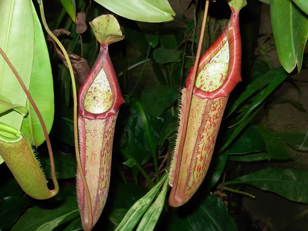 Pitcher Plants Drown Victims in Digestive Enzymes (Image Credits: Flickr)