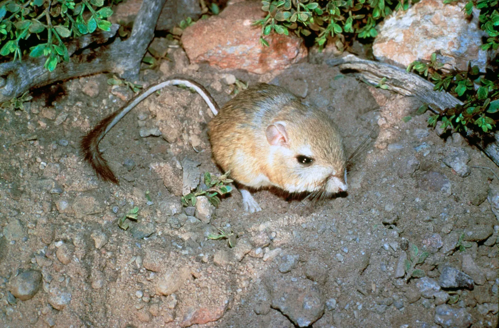 Specialized Kidneys of the Kangaroo Rat (Image Credits: Wikimedia)