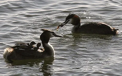7. Grebes: Nest Hoppers and Back-Riders (By user:Obrienk, CC BY-SA 2.5)