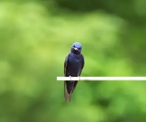 4. Their Breeding Success Depends on Where You Stick That Pole (Image Credits: Pexels)
