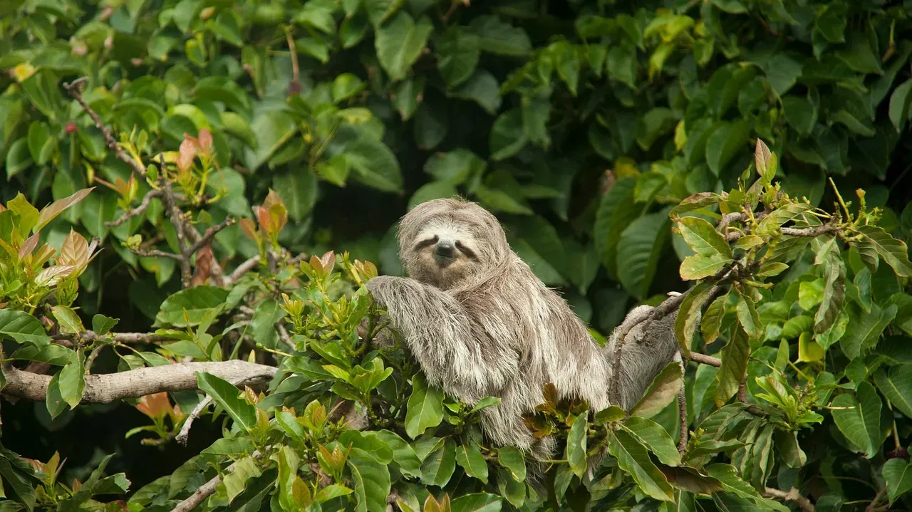 Taurus – The Sloth: Steady, Selective, and Comfort-Oriented (Image Credits: Pixabay)