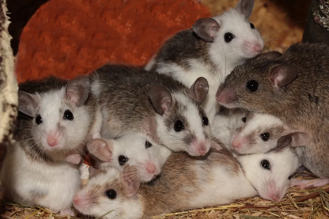 6. Fancy Mice: Tiny, Curious Friends That Learn Your Presence (Image Credits: Pixabay)