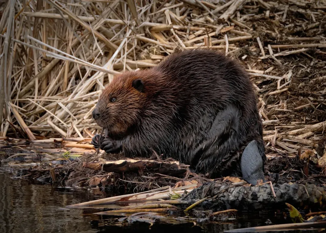6. Beavers In Europe: Wetlands Rebuilt Faster Than Policy Could Catch Up (Image Credits: Unsplash)
