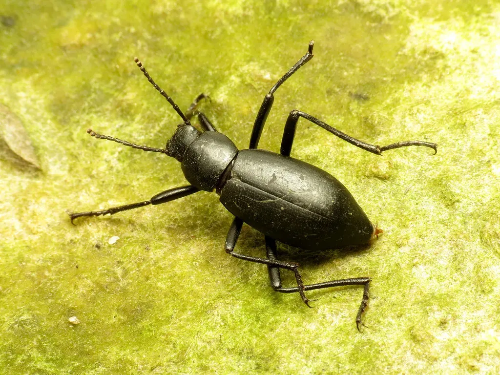 8. Fog-Collecting and Moisture Harvesting: Drinking the Air (treegrow, Flickr, CC BY 2.0)