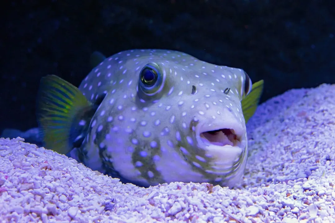 6. Pufferfish: Underwater Artists of Perfect Sand Circles (Image Credits: Unsplash)