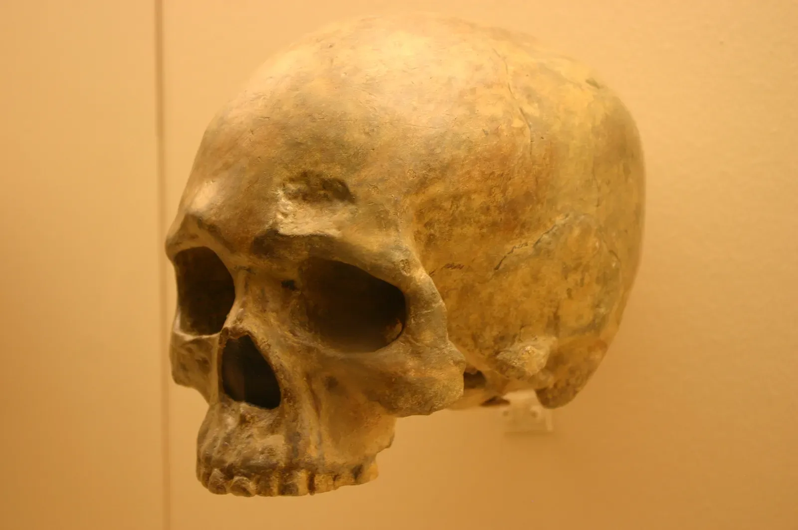 #3 - Our Species Keeps Getting Older Fossil by Fossil (Homo Sapiens 68,000 Years Old, CC BY-SA 2.0)
