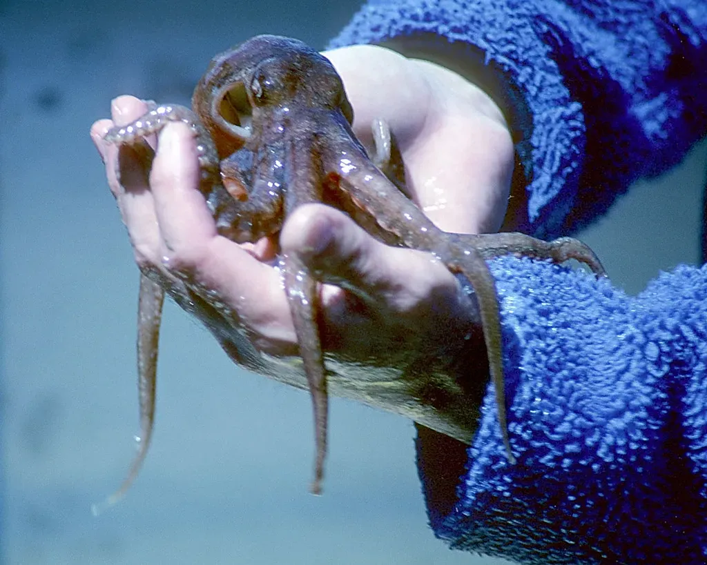 #5 - Scientists Recorded Brain Waves From Freely Moving Octopuses for the First Time (Image Credits: Flickr)