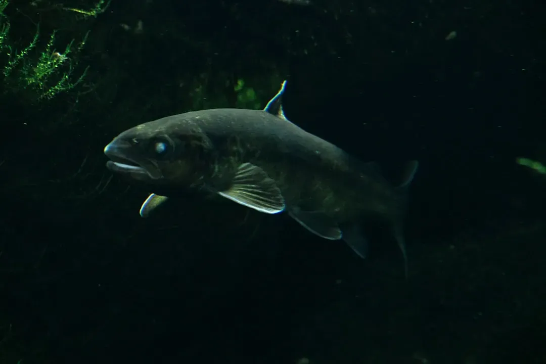 Coelacanths: The “Living Fossils” That Came Back From Extinction (Image Credits: Unsplash)