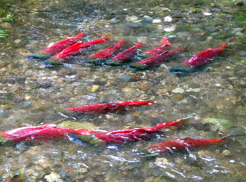 Salmon: Following Magnetic Highways Home (Image Credits: Flickr)