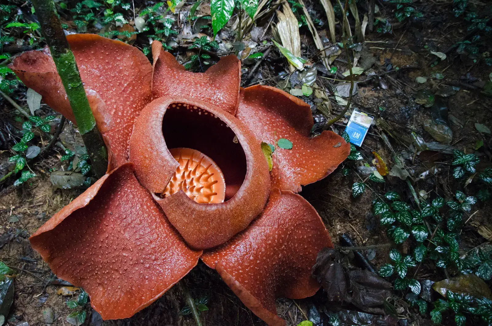 Rafflesia Produces the World's Largest Single Flower (Image Credits: Wikimedia)