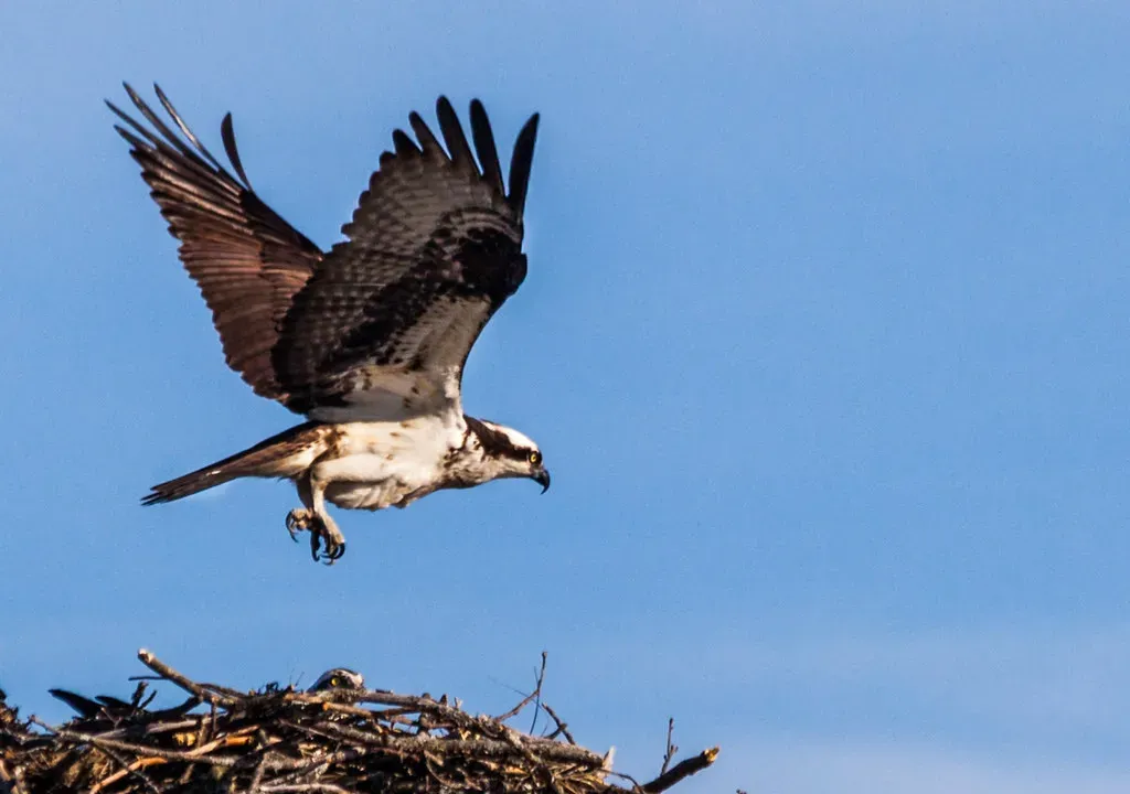 Pisces – The Sea Eagle’s Dreamy, Intuitive Watchfulness (Image Credits: Flickr)