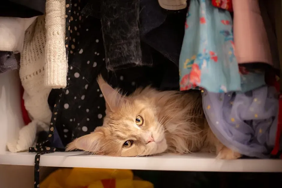 They’re Guarding Scents and Territory You Overlook (Image Credits: Pexels)