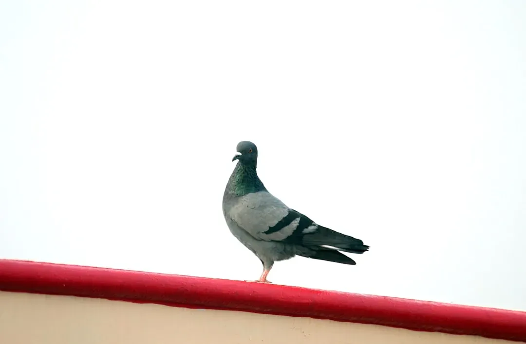 6. Homing Pigeons: Built‑In Magnetic GPS (Image Credits: Unsplash)