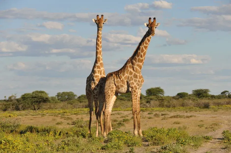 #1 - The Giraffe: Four Species Hiding Inside One Icon (Image Credits: Pexels)