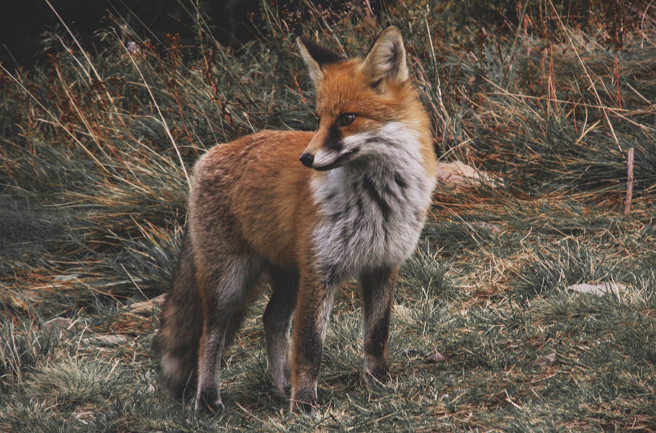 Virgo and the Adaptable Fox (Image Credits: Pixabay)