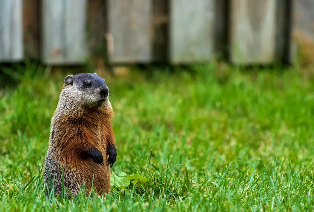 Ohio: Groundhog Heaven In The Heartland (Image Credits: Unsplash)
