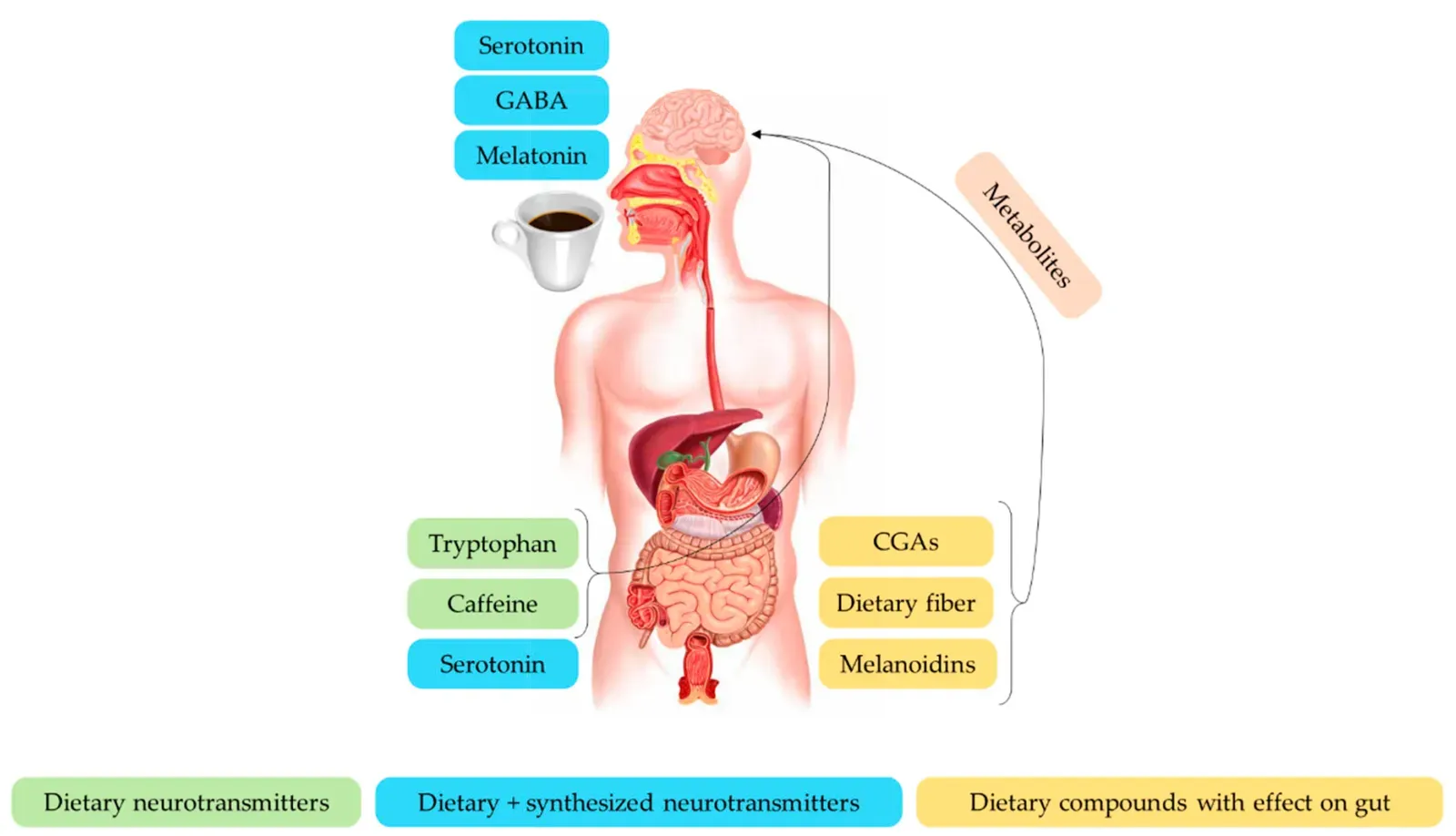 The Gut–Brain Axis: How Microbes Might Shape Mood, Cravings, and Disease (Image Credits: Wikimedia)