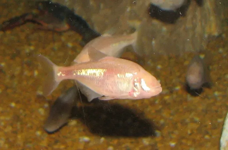 The Blind Cavefish That Hunts With Its Face (Image Credits: Wikimedia)