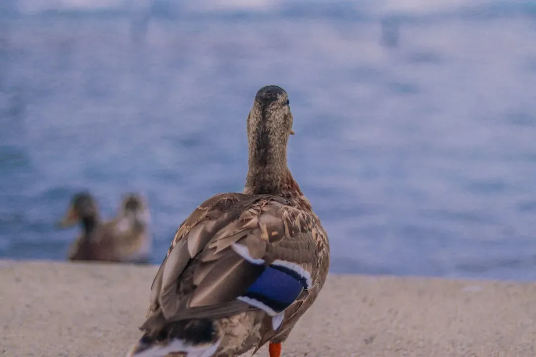 Stress, Discomfort, and When a Wag Is a Warning (Image Credits: Unsplash)