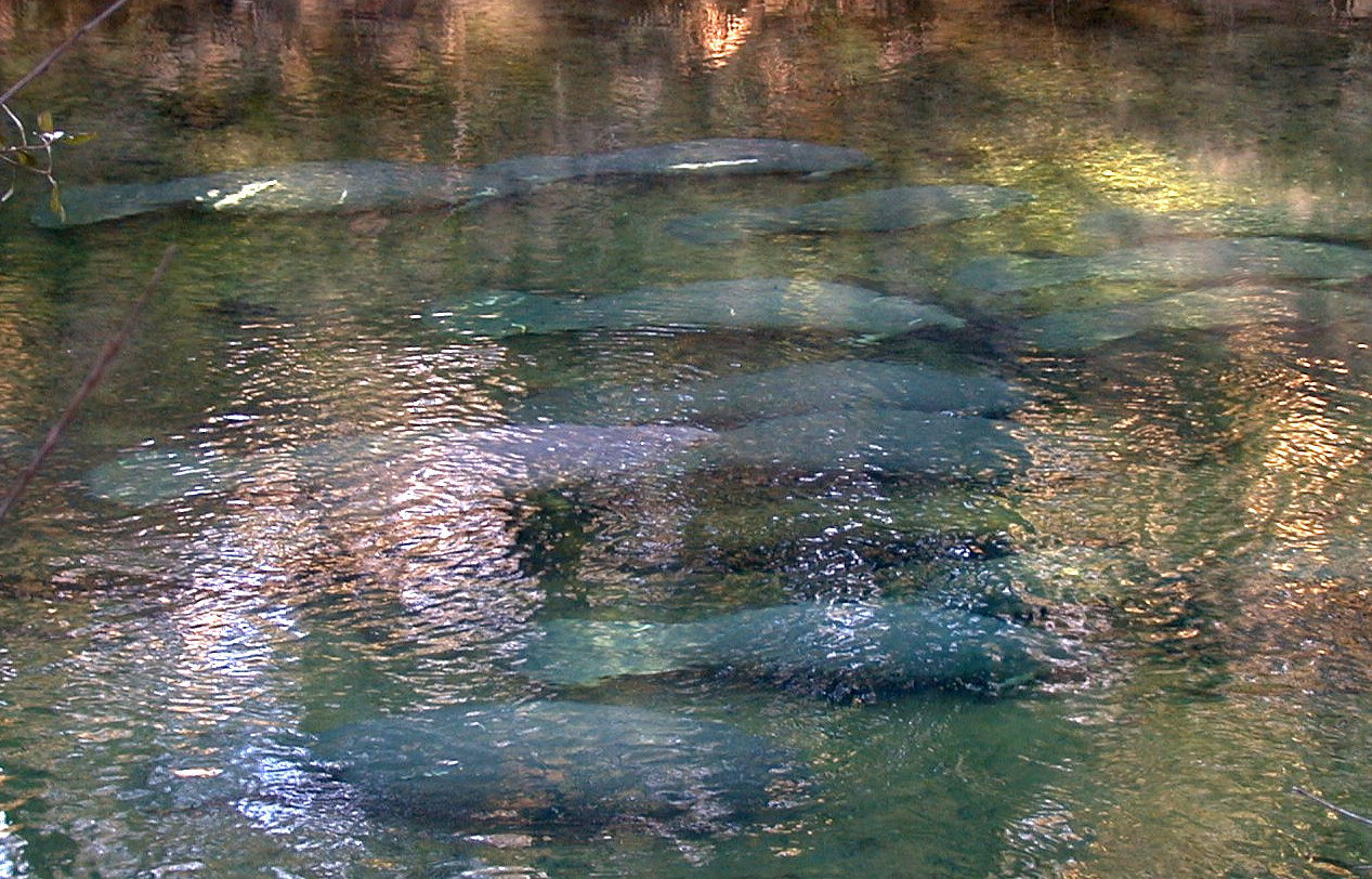 Record-Breaking Numbers at Blue Spring State Park (Image Credits: Wikimedia)