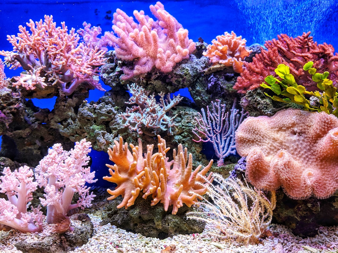Building the Ground: Corals, Parrotfish, and Sea Cucumbers (Image Credits: Unsplash)