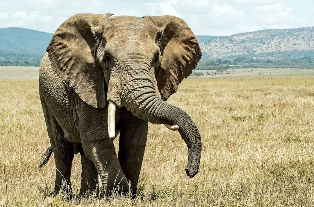 #13 - Elephants Use Smell to "Identify" Their Dead (Image Credits: Unsplash)
