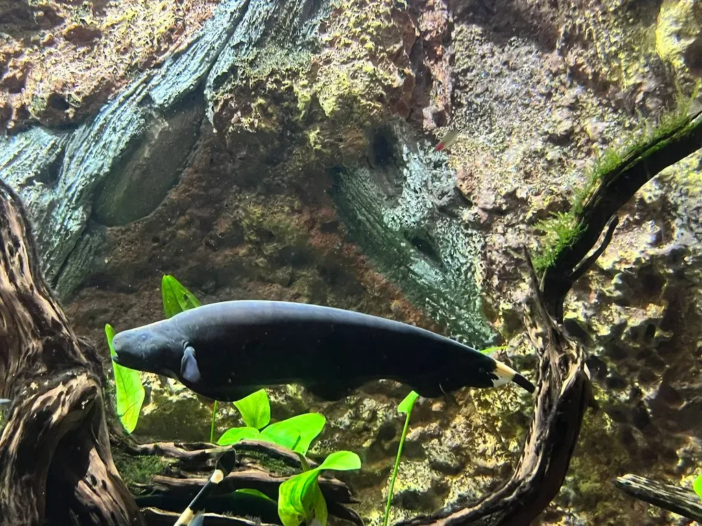 9. Knifefish – Electrical Fencers of the Night (Image Credits: Flickr)