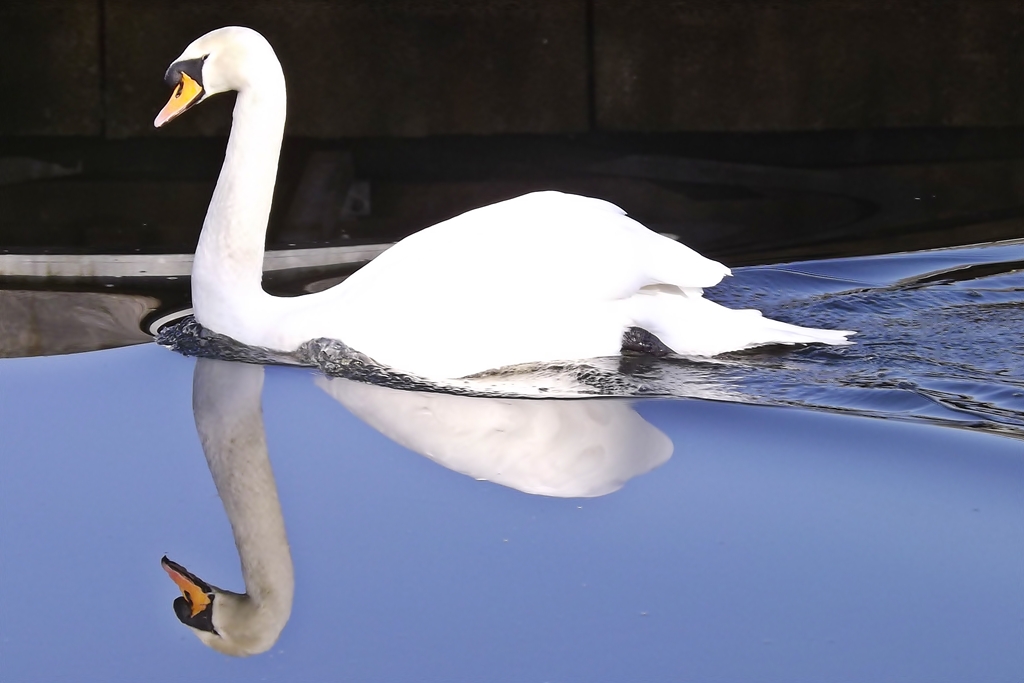 The Graceful Swan: Beauty in Flowing Motion (Image Credits: Wikimedia)