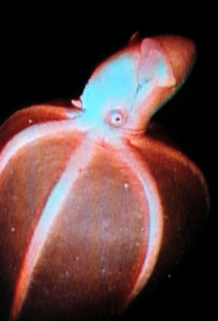 Pisces: The Bioluminescent Octopus's Creative Dreams (Image Credits: Wikimedia)