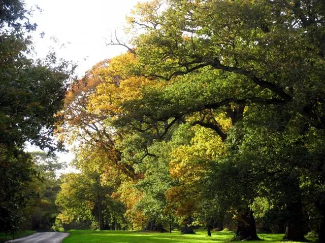 Chapel Oak of Allouville-Bellefosse: The Tree With Two Chapels Inside (Image Credits: Wikimedia)
