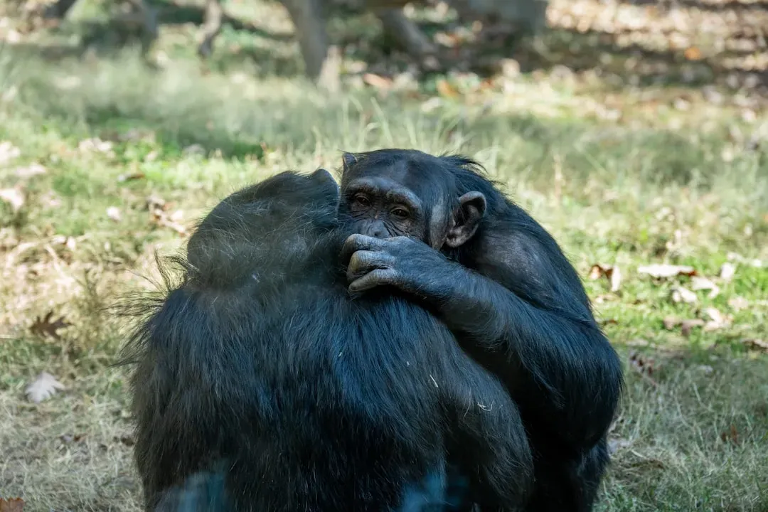 Chimpanzees: Grief, Friendship, and Complex Social Pain (Image Credits: Unsplash)