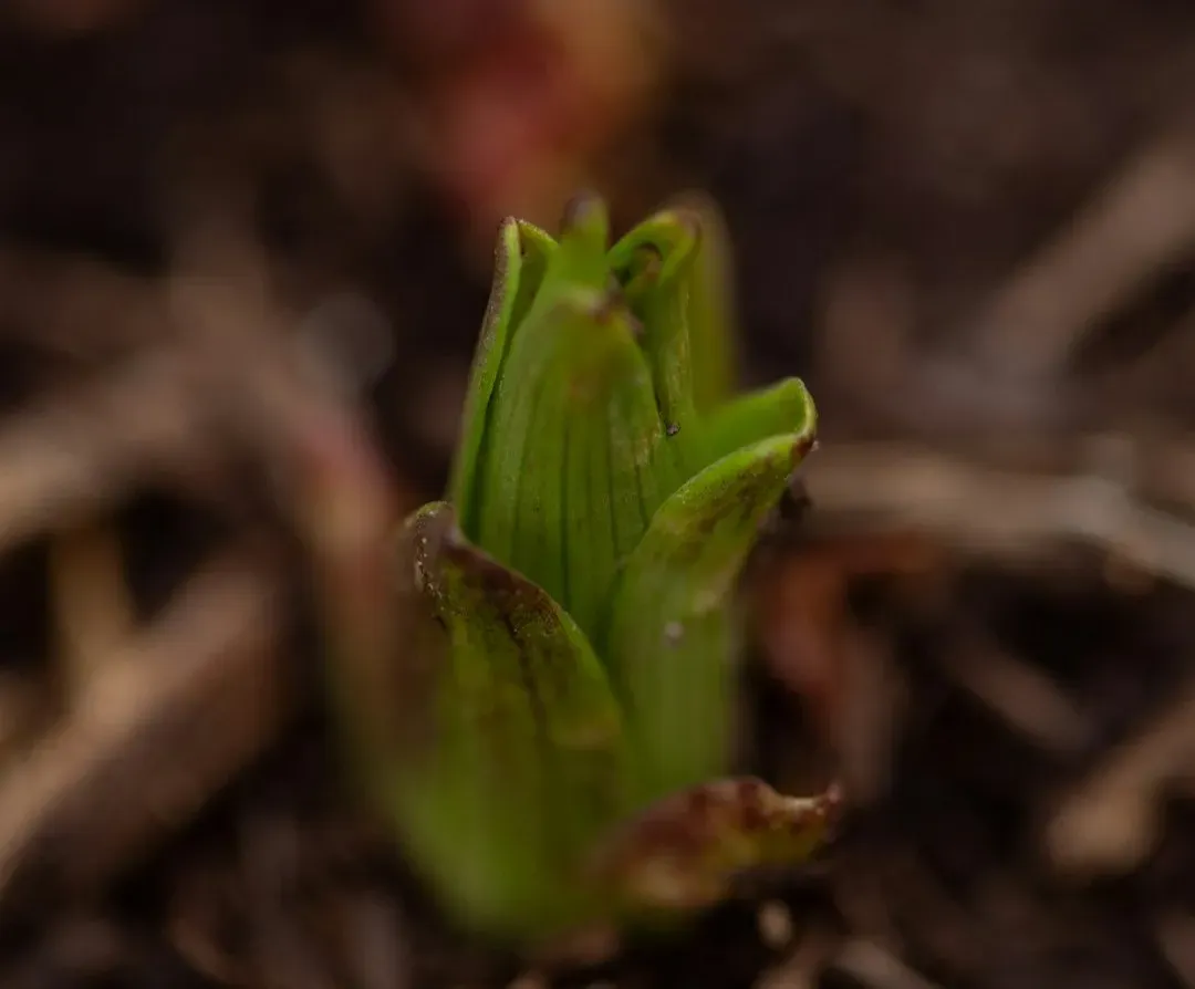 Alternative Evolutionary Paths And What “Life” Even Means (Image Credits: Unsplash)