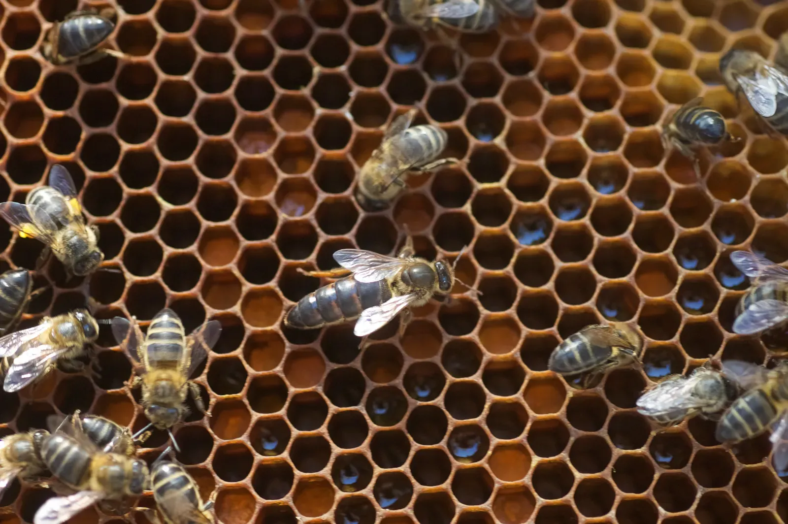 3. Honeybees: Hexagon Perfectionists (Image Credits: Wikimedia)