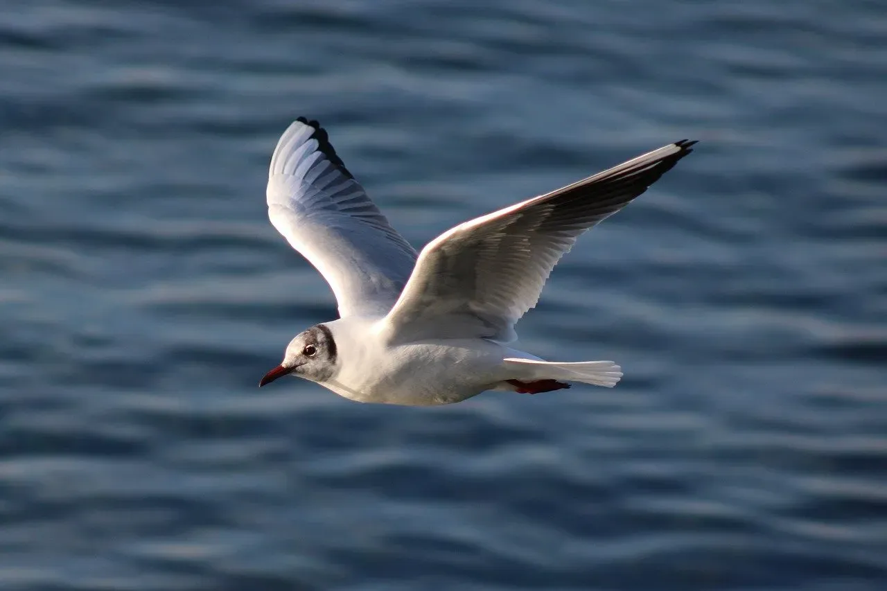 Magnetite: The Microscopic Compass Needle Inside Animal Bodies (Image Credits: Pixabay)