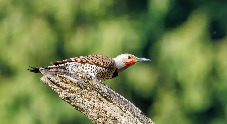 4. A Woodpecker That Migrates Like a Songbird (Image Credits: Pexels)