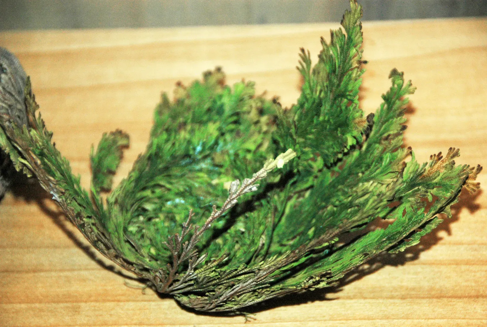 3. Resurrection Plant – The Desert Survivor That Comes Back from the “Dead” (Image Credits: Wikimedia)
